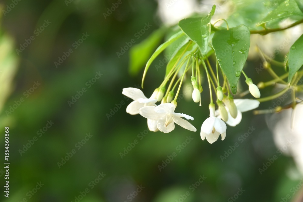 wild water plum white flower with drop of water hanging on branch flowing from wind blow in garden wild water plum white flower with drop of water hanging on branch flowing from wind blow in garden