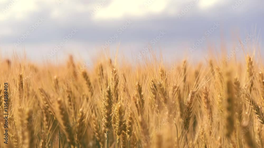 ears wheat field sky summer farm. griculture. farming. rye field with golden ears wheat cloudy sky field. cultivation young spikelets wheat for production bread. harvest season summer. ears wheat field sky summer farm. griculture. farming. rye field with golden ears wheat cloudy sky field. cultivation young spikelets wheat for production bread. harvest season summer.