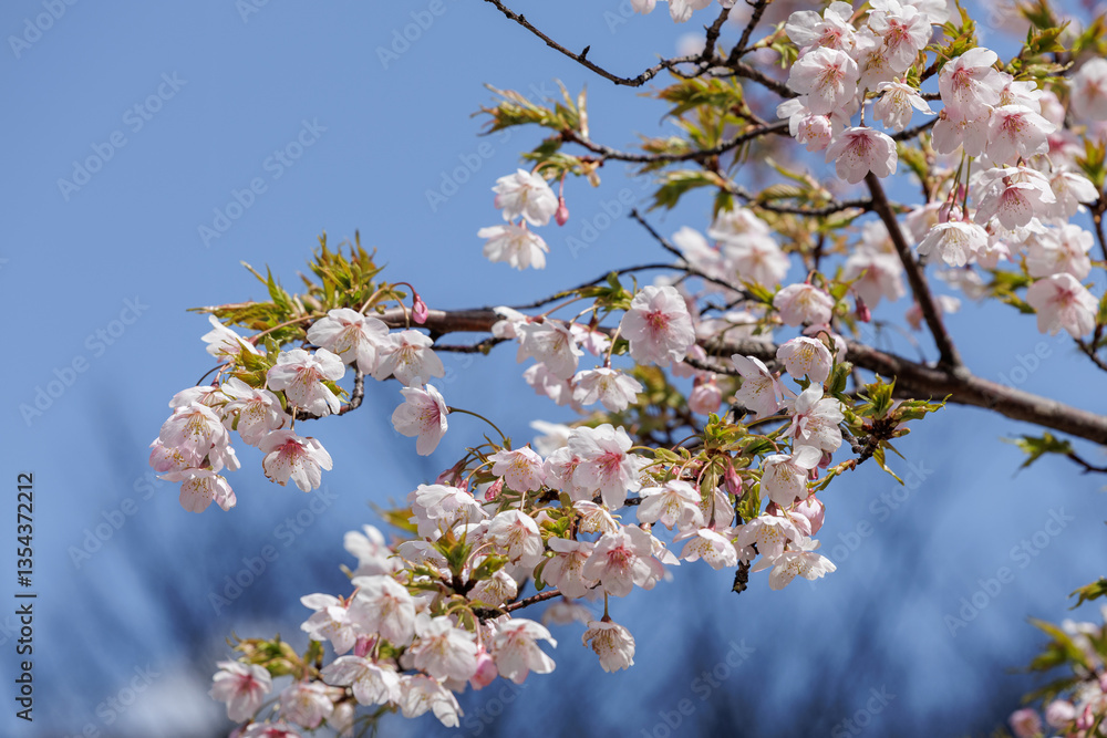 Delicate cherry blossoms bloom against a bright blue sky, signaling spring's arrival in Japan. Soft pink and white flowers cover tree branches and capture the elegance and natural beauty of spring. Delicate cherry blossoms bloom against a bright blue sky, signaling spring's arrival in Japan. Soft pink and white flowers cover tree branches and capture the elegance and natural beauty of spring.