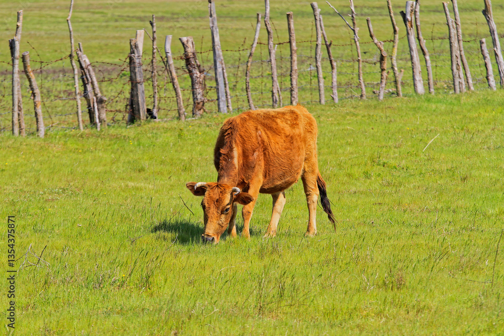 One Single Cow Grazing on Pasture Field Green Grass