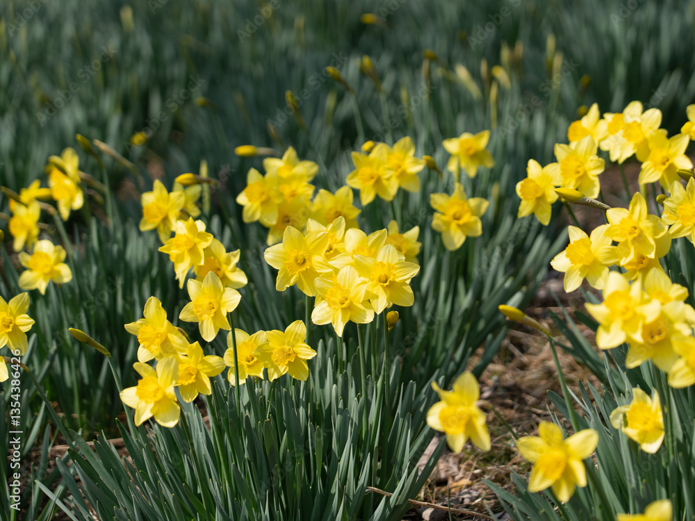 Close-up of Vibrant Yellow Daffodils in Bloom Close-up of Vibrant Yellow Daffodils in Bloom