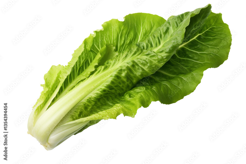 Raw Romaine Leaf
Raw Romaine Leaf