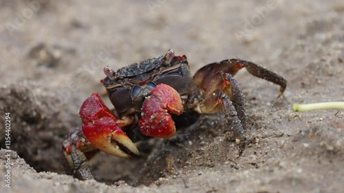 A Red-clawed crab collecting a yellow Black Mangrove leaf