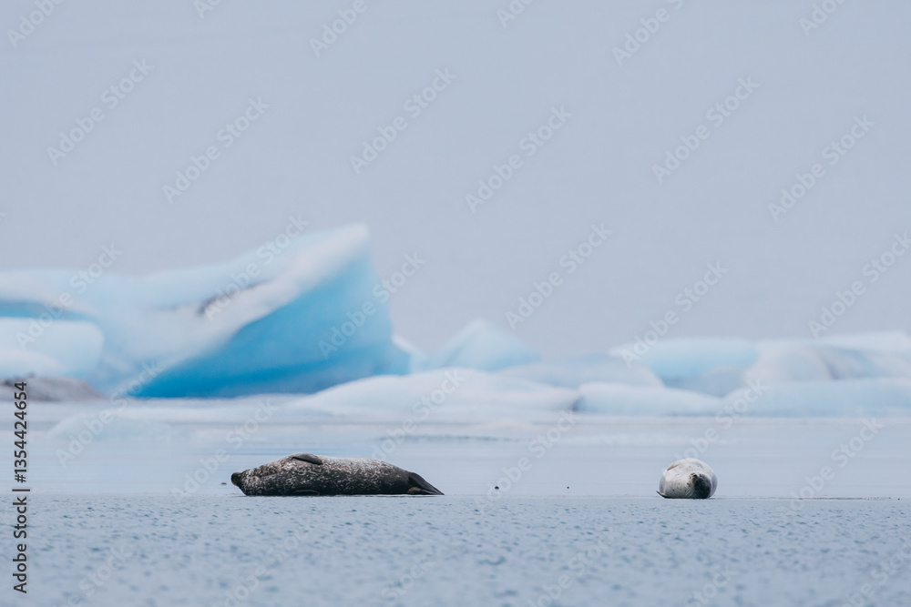 Seals resting on Icelandic ice floes, surrounded by the pristine Arctic landscape. A peaceful wildlife scene in the cold northern waters. Perfect for nature, wildlife, and travel themes.
