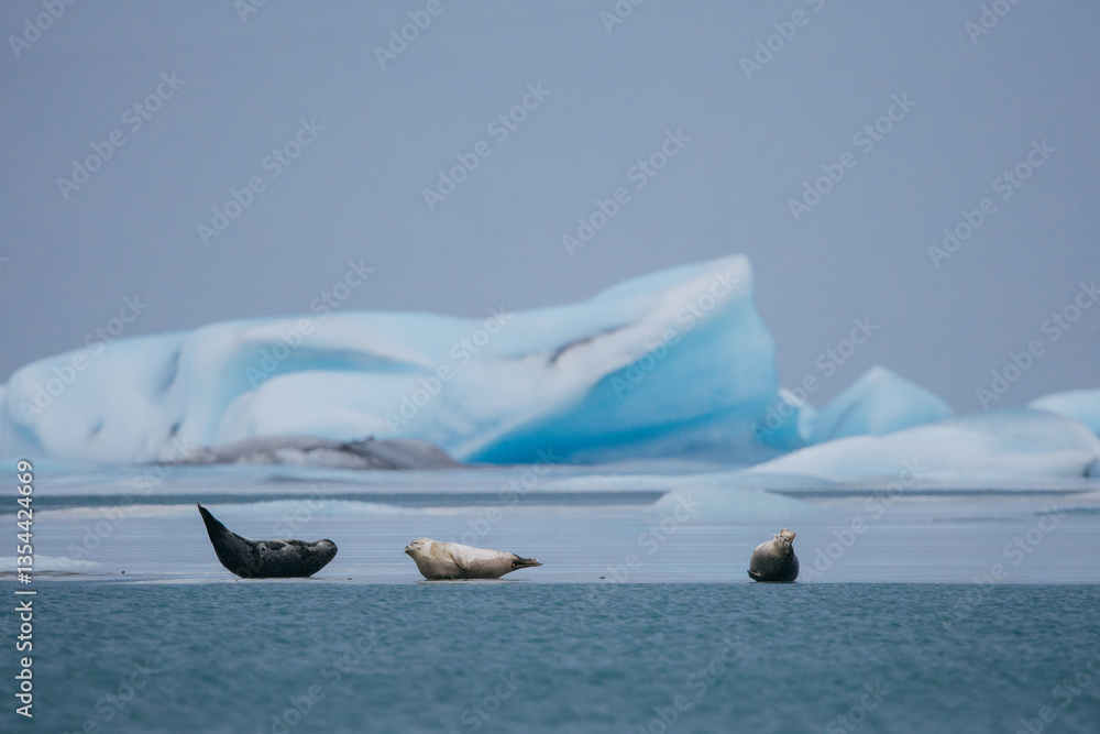 Seals resting on Icelandic ice floes, surrounded by the pristine Arctic landscape. A peaceful wildlife scene in the cold northern waters. Perfect for nature, wildlife, and travel themes.