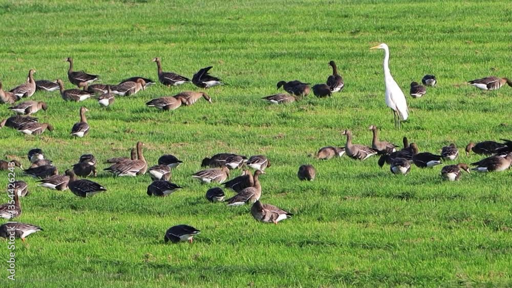 Great Egret White Heron Bird and flock of Greylag Geese on meadow
Great Egret White Heron Bird and flock of Greylag Geese on meadow