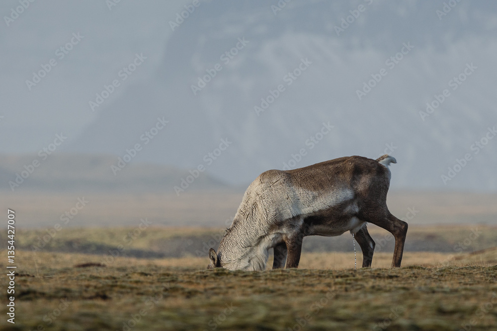 Reindeer against the stunning Icelandic landscape, captured in beautiful light. Their silhouettes contrast with the rugged terrain, creating a wild and serene scene.