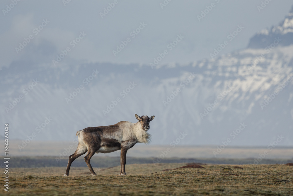 Reindeer against the stunning Icelandic landscape, captured in beautiful light. Their silhouettes contrast with the rugged terrain, creating a wild and serene scene.
