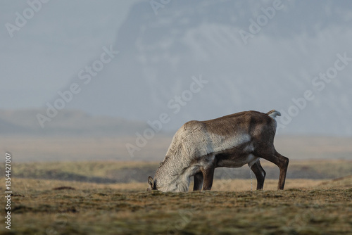 Obraz na płótnie Reindeer against the stunning Icelandic landscape, captured in beautiful light. Their silhouettes contrast with the rugged terrain, creating a wild and serene scene. w salonie