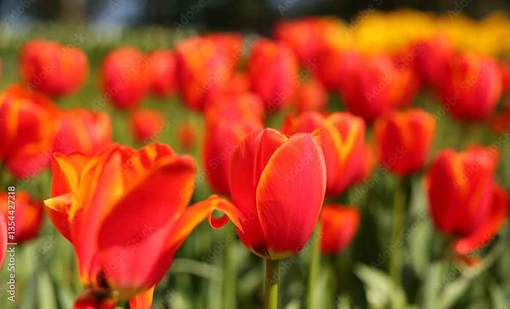 A collection of variously colored tulips in a well-lit setting, offering charming and diverse colors that can serve as design background material, with the language of flowers subtly conveyed. A collection of variously colored tulips in a well-lit setting, offering charming and diverse colors that can serve as design background material, with the language of flowers subtly conveyed.