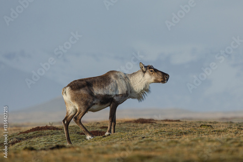 Obraz na płótnie Reindeer against the stunning Icelandic landscape, captured in beautiful light. Their silhouettes contrast with the rugged terrain, creating a wild and serene scene. w salonie