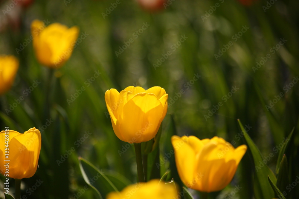 A collection of variously colored tulips in a well-lit setting, offering charming and diverse colors that can serve as design background material, with the language of flowers subtly conveyed. A collection of variously colored tulips in a well-lit setting, offering charming and diverse colors that can serve as design background material, with the language of flowers subtly conveyed.