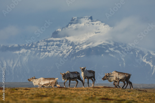 Obraz na płótnie Reindeer against the stunning Icelandic landscape, captured in beautiful light. Their silhouettes contrast with the rugged terrain, creating a wild and serene scene. w salonie