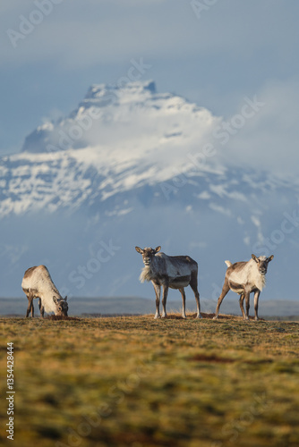 Reindeer against the stunning Icelandic landscape, captured in beautiful light. Their silhouettes contrast with the rugged terrain, creating a wild and serene scene.