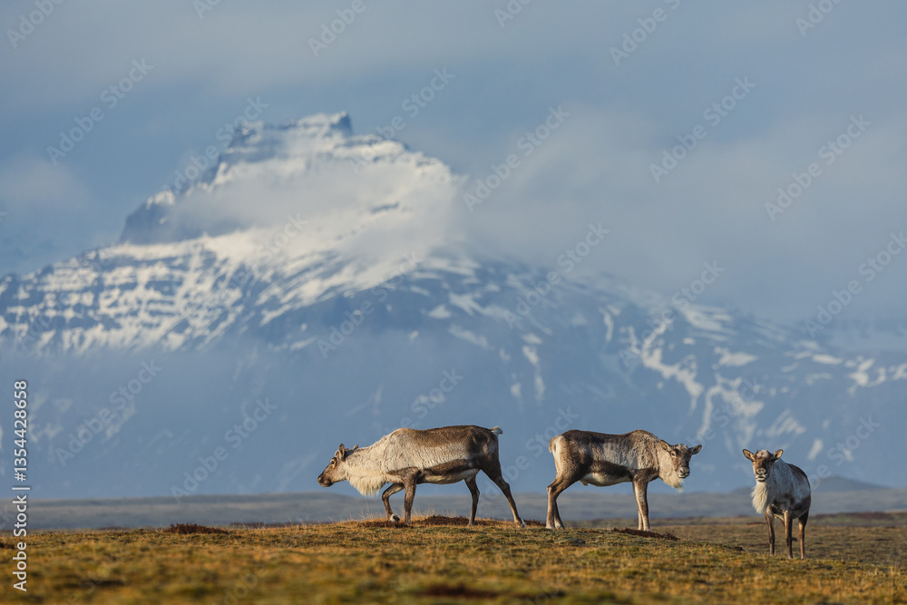 Reindeer against the stunning Icelandic landscape, captured in beautiful light. Their silhouettes contrast with the rugged terrain, creating a wild and serene scene.