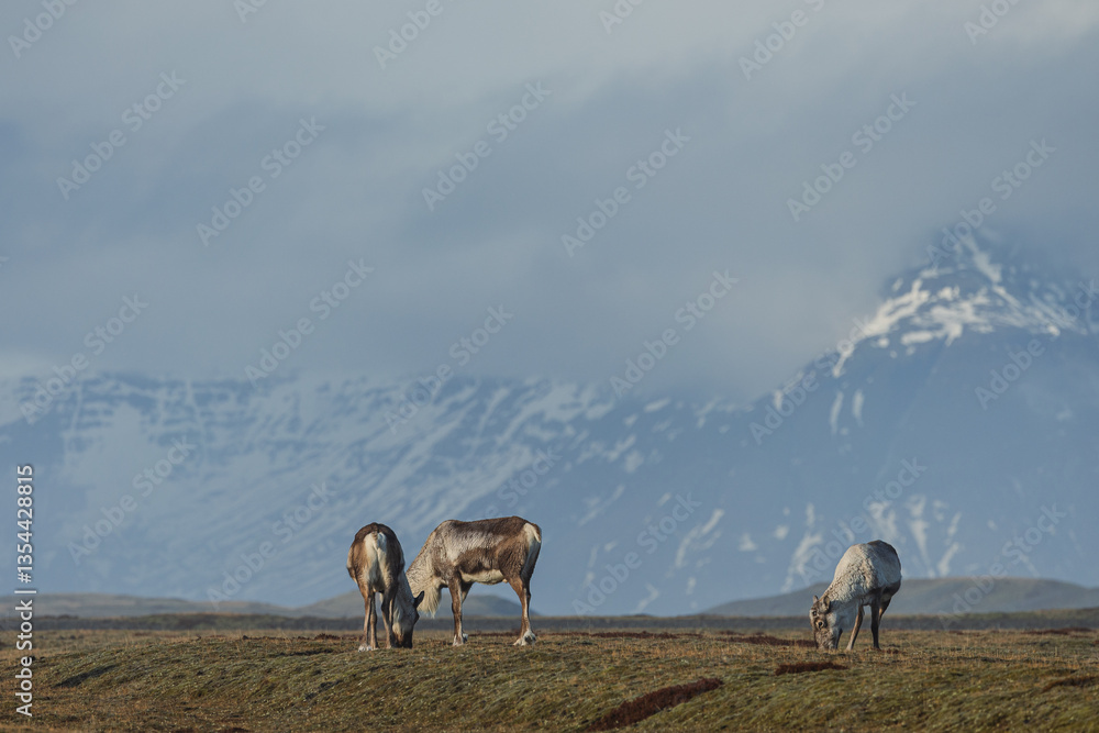 Reindeer against the stunning Icelandic landscape, captured in beautiful light. Their silhouettes contrast with the rugged terrain, creating a wild and serene scene.