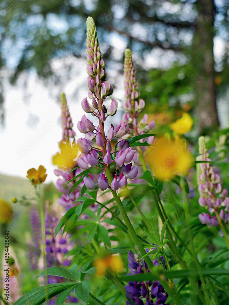 Lupine multifoliate, a beautiful spring flower in mountain meadows. Lupine multifoliate, a beautiful spring flower in mountain meadows.