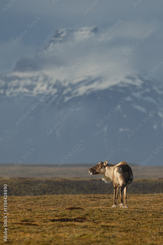 Reindeer against the stunning Icelandic landscape, captured in beautiful light. Their silhouettes contrast with the rugged terrain, creating a wild and serene scene.