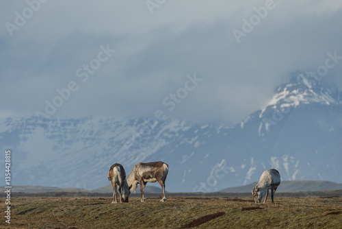Obraz na płótnie Reindeer against the stunning Icelandic landscape, captured in beautiful light. Their silhouettes contrast with the rugged terrain, creating a wild and serene scene. w salonie