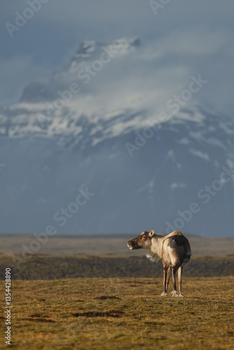 Obraz na płótnie Reindeer against the stunning Icelandic landscape, captured in beautiful light. Their silhouettes contrast with the rugged terrain, creating a wild and serene scene. w salonie