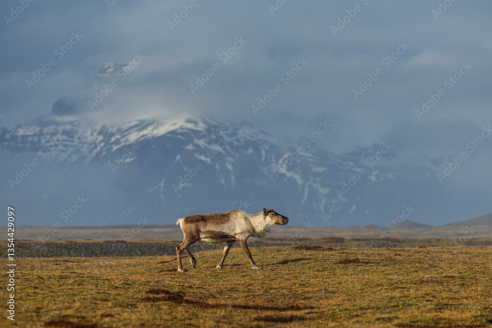 Reindeer against the stunning Icelandic landscape, captured in beautiful light. Their silhouettes contrast with the rugged terrain, creating a wild and serene scene.