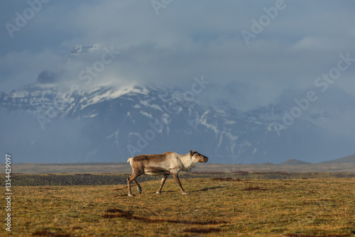 Obraz na płótnie Reindeer against the stunning Icelandic landscape, captured in beautiful light. Their silhouettes contrast with the rugged terrain, creating a wild and serene scene. w salonie