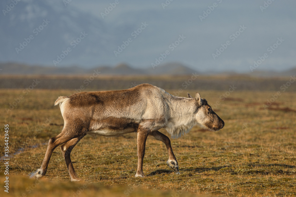 Reindeer against the stunning Icelandic landscape, captured in beautiful light. Their silhouettes contrast with the rugged terrain, creating a wild and serene scene.
