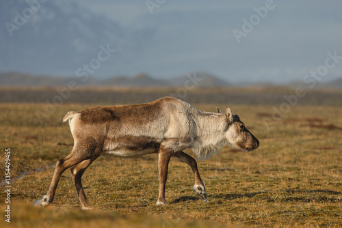 Obraz na płótnie Reindeer against the stunning Icelandic landscape, captured in beautiful light. Their silhouettes contrast with the rugged terrain, creating a wild and serene scene. w salonie