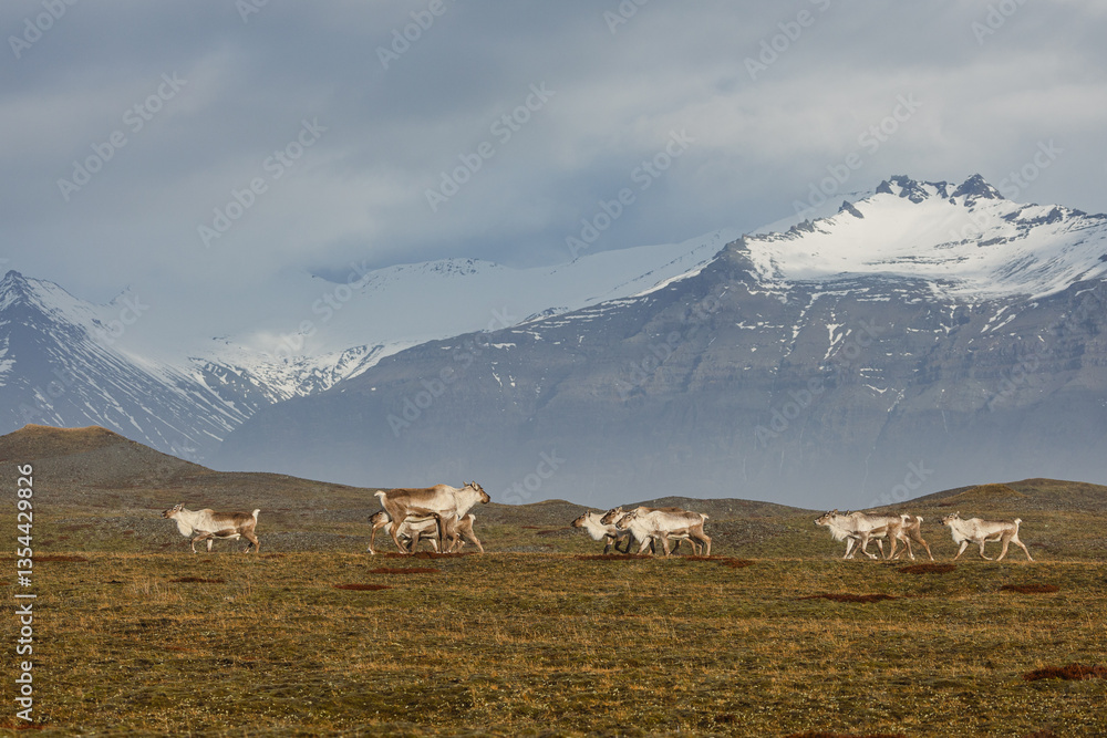 Reindeer against the stunning Icelandic landscape, captured in beautiful light. Their silhouettes contrast with the rugged terrain, creating a wild and serene scene.