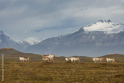 Obraz na płótnie Reindeer against the stunning Icelandic landscape, captured in beautiful light. Their silhouettes contrast with the rugged terrain, creating a wild and serene scene. w salonie