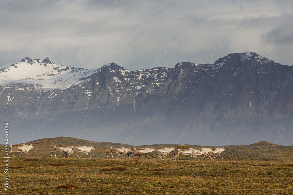Reindeer against the stunning Icelandic landscape, captured in beautiful light. Their silhouettes contrast with the rugged terrain, creating a wild and serene scene.