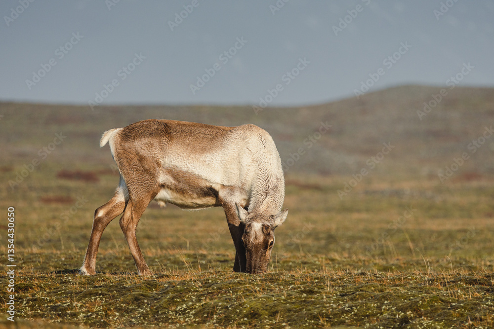 Naklejka premium Reindeer against the stunning Icelandic landscape, captured in beautiful light. Their silhouettes contrast with the rugged terrain, creating a wild and serene scene.