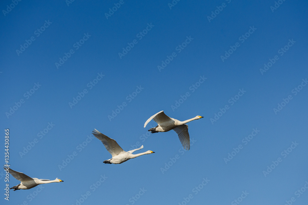 Various birds in Iceland's wild landscapes, soaring over rugged cliffs and icy waters. A paradise for birdwatchers and nature lovers, showcasing Arctic wildlife in its natural habitat.