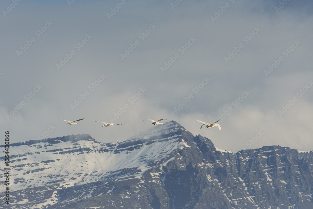 Various birds in Iceland's wild landscapes, soaring over rugged cliffs and icy waters. A paradise for birdwatchers and nature lovers, showcasing Arctic wildlife in its natural habitat.