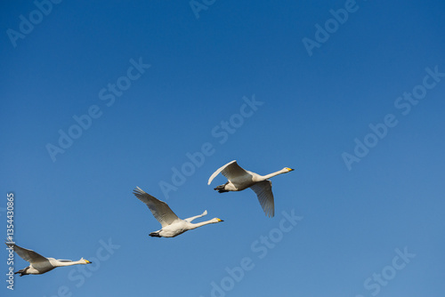 Various birds in Iceland's wild landscapes, soaring over rugged cliffs and icy waters. A paradise for birdwatchers and nature lovers, showcasing Arctic wildlife in its natural habitat.