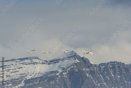 Various birds in Iceland's wild landscapes, soaring over rugged cliffs and icy waters. A paradise for birdwatchers and nature lovers, showcasing Arctic wildlife in its natural habitat.