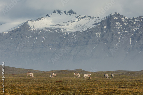 Reindeer against the stunning Icelandic landscape, captured in beautiful light. Their silhouettes contrast with the rugged terrain, creating a wild and serene scene.