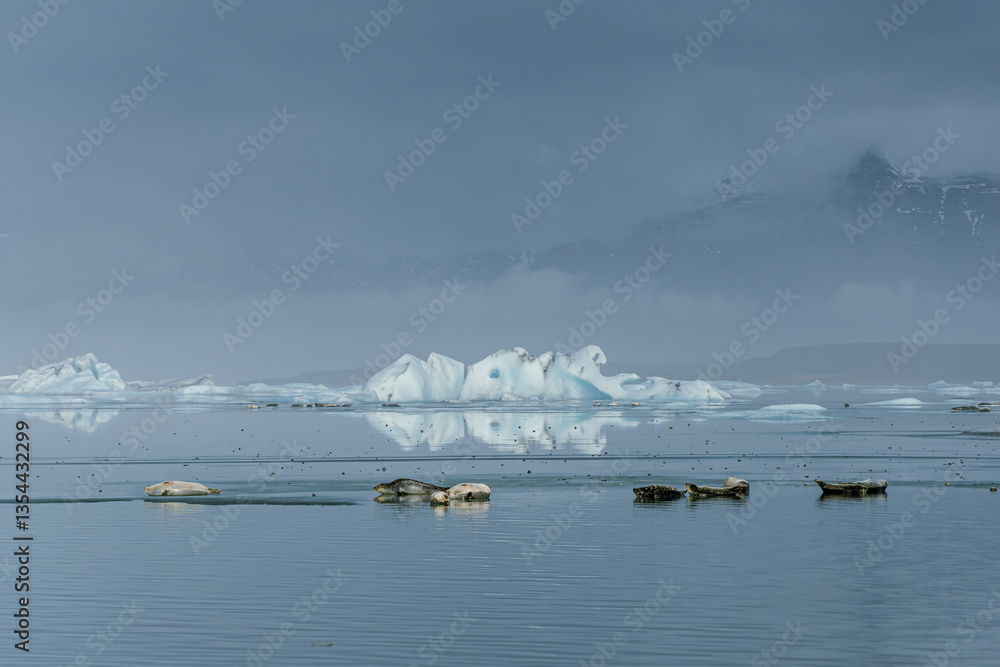 Seals resting on Icelandic ice floes, surrounded by the pristine Arctic landscape. A peaceful wildlife scene in the cold northern waters. Perfect for nature, wildlife, and travel themes.