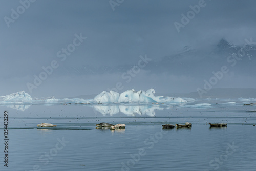 Seals resting on Icelandic ice floes, surrounded by the pristine Arctic landscape. A peaceful wildlife scene in the cold northern waters. Perfect for nature, wildlife, and travel themes.