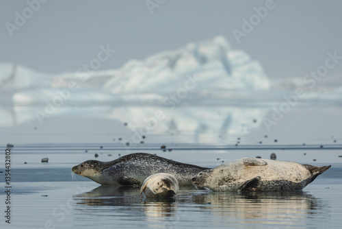Obraz na płótnie Seals resting on Icelandic ice floes, surrounded by the pristine Arctic landscape. A peaceful wildlife scene in the cold northern waters. Perfect for nature, wildlife, and travel themes. w salonie