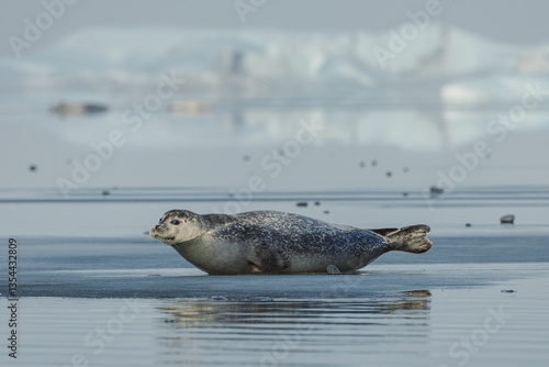 Seals resting on Icelandic ice floes, surrounded by the pristine Arctic landscape. A peaceful wildlife scene in the cold northern waters. Perfect for nature, wildlife, and travel themes.