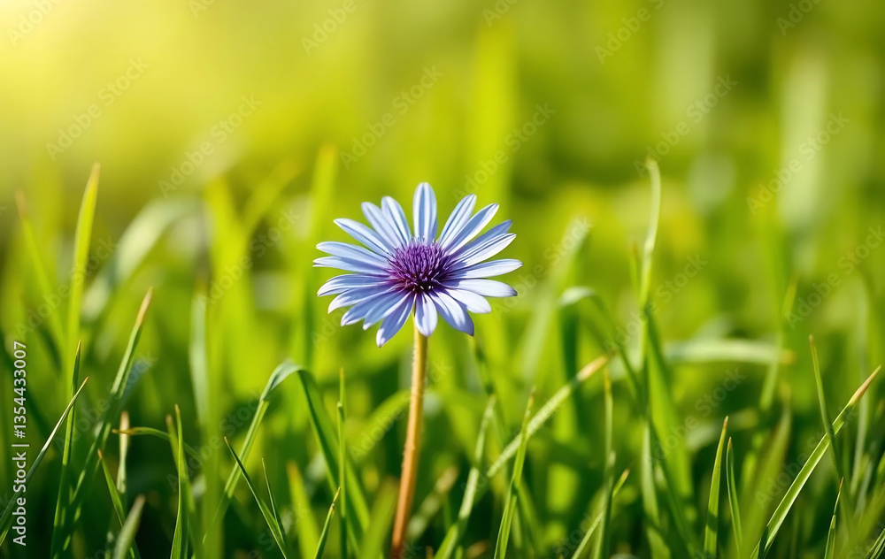 Single Blue Cornflower on Grass