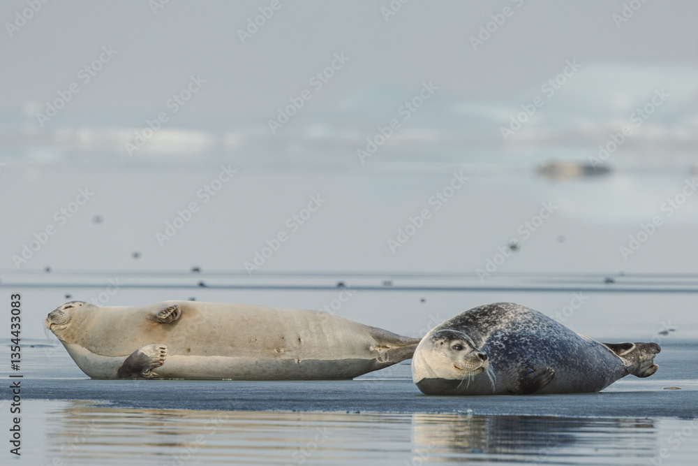 Seals resting on Icelandic ice floes, surrounded by the pristine Arctic landscape. A peaceful wildlife scene in the cold northern waters. Perfect for nature, wildlife, and travel themes.