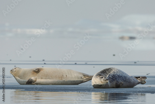 Obraz na płótnie Seals resting on Icelandic ice floes, surrounded by the pristine Arctic landscape. A peaceful wildlife scene in the cold northern waters. Perfect for nature, wildlife, and travel themes. w salonie