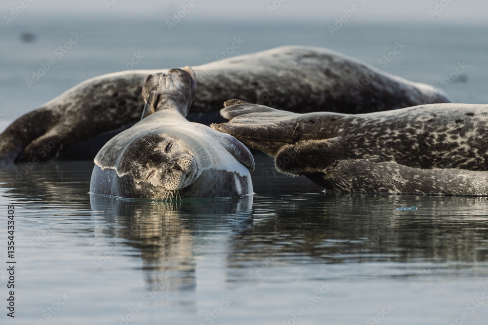 Seals resting on Icelandic ice floes, surrounded by the pristine Arctic landscape. A peaceful wildlife scene in the cold northern waters. Perfect for nature, wildlife, and travel themes.