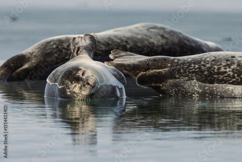 Obraz na płótnie Seals resting on Icelandic ice floes, surrounded by the pristine Arctic landscape. A peaceful wildlife scene in the cold northern waters. Perfect for nature, wildlife, and travel themes. w salonie