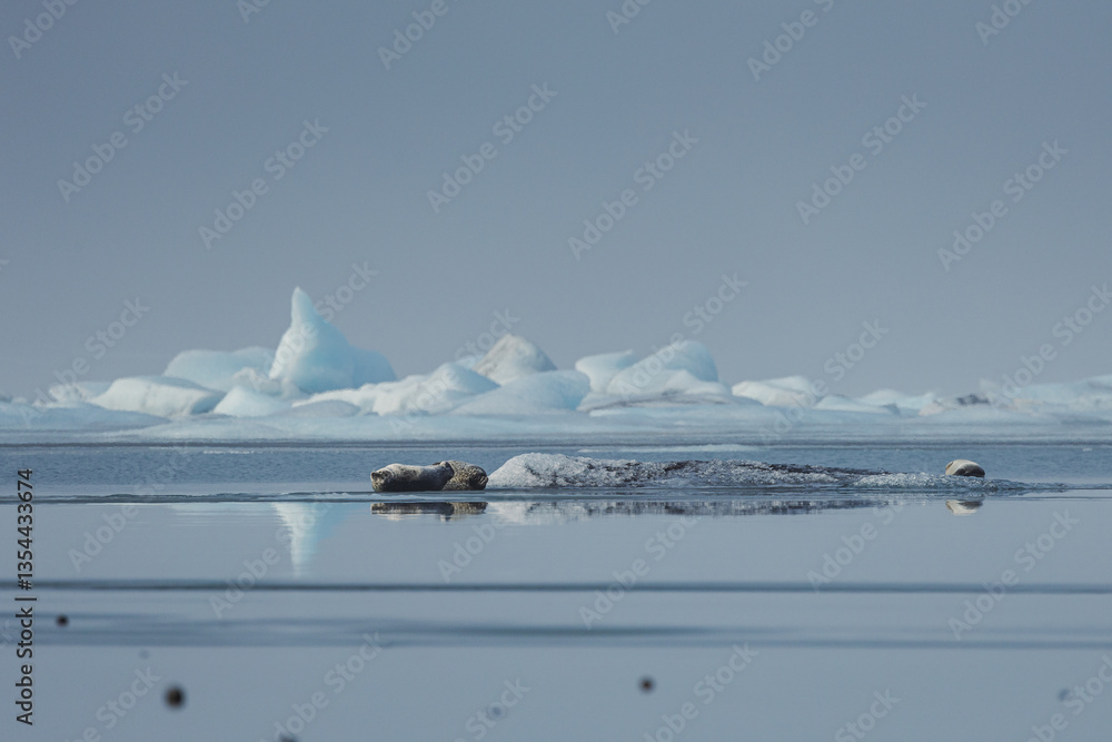 Seals resting on Icelandic ice floes, surrounded by the pristine Arctic landscape. A peaceful wildlife scene in the cold northern waters. Perfect for nature, wildlife, and travel themes.