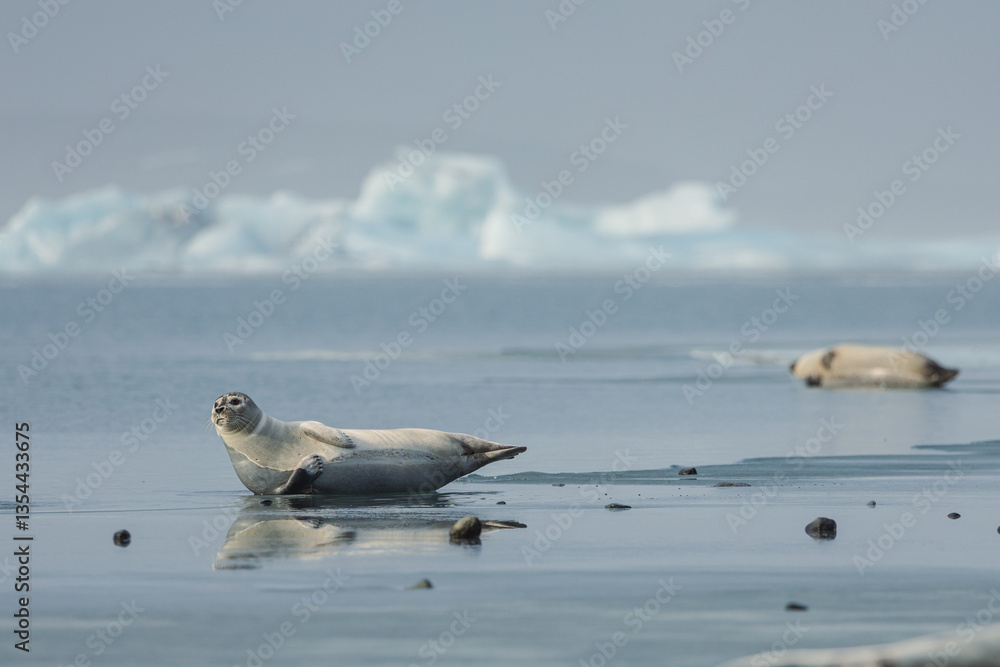 Seals resting on Icelandic ice floes, surrounded by the pristine Arctic landscape. A peaceful wildlife scene in the cold northern waters. Perfect for nature, wildlife, and travel themes.