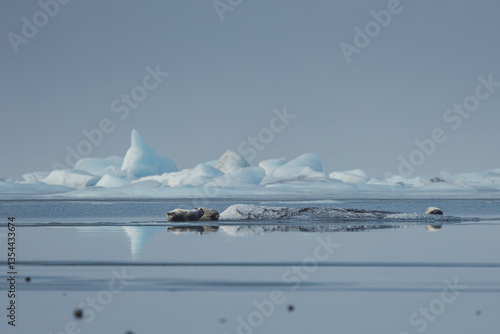 Obraz na płótnie Seals resting on Icelandic ice floes, surrounded by the pristine Arctic landscape. A peaceful wildlife scene in the cold northern waters. Perfect for nature, wildlife, and travel themes. w salonie