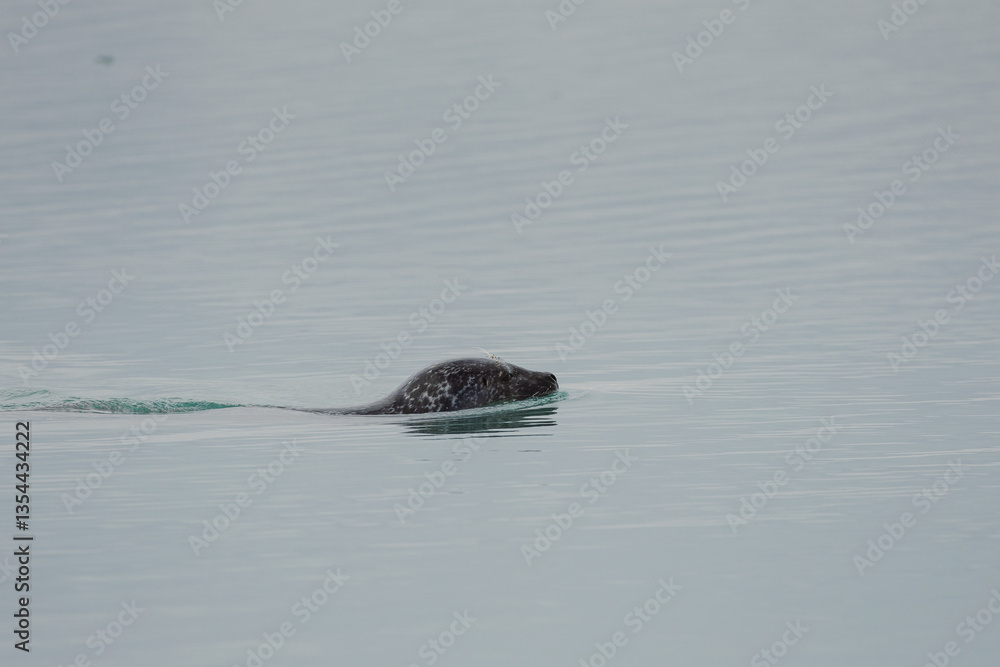 Seals resting on Icelandic ice floes, surrounded by the pristine Arctic landscape. A peaceful wildlife scene in the cold northern waters. Perfect for nature, wildlife, and travel themes.